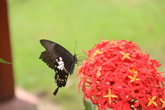 Papilio nephelus
