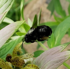 Melissodes bimaculatus