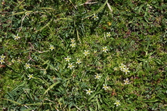 Pseudocherleria aizoides