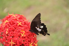 Papilio nephelus
