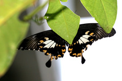 Papilio nephelus