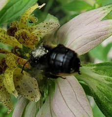 Melissodes bimaculatus
