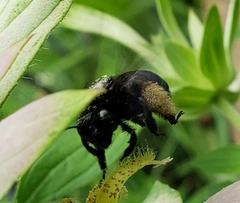 Melissodes bimaculatus