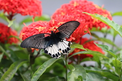 Papilio memnon