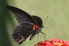 Papilio memnon