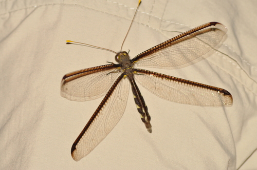 Haploglenius handlirschi