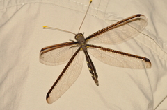 Haploglenius handlirschi