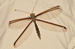 Haploglenius handlirschi