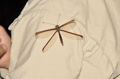 Haploglenius handlirschi