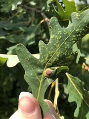 Callirhytis quercusfutilis