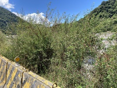 Indigofera pseudotinctoria