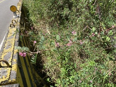 Indigofera pseudotinctoria