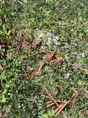 Indigofera pseudotinctoria