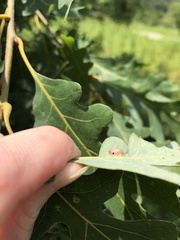 Callirhytis quercusfutilis