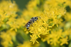 Lasioglossum coriaceum