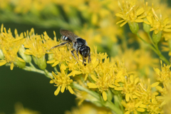 Lasioglossum coriaceum