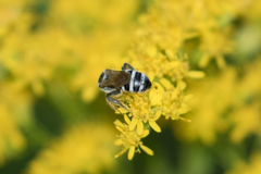 Lasioglossum coriaceum
