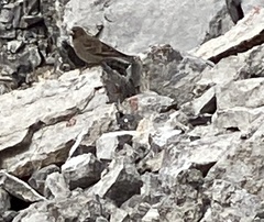 Leucosticte