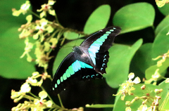 Graphium sarpedon