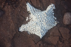 Pentaceraster cumingi