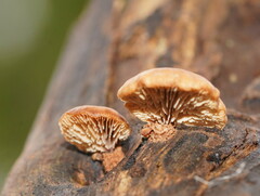 Lentinellus pulvinulus