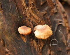 Lentinellus pulvinulus