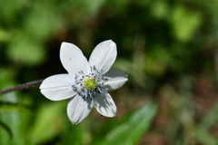 Eriocapitella rivularis