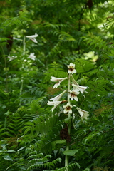 Cardiocrinum giganteum