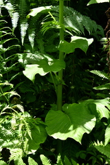 Cardiocrinum giganteum