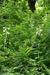 Cardiocrinum giganteum
