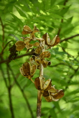 Cardiocrinum giganteum