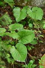 Cardiocrinum giganteum