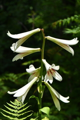 Cardiocrinum giganteum