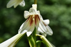Cardiocrinum giganteum