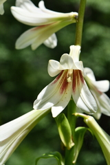 Cardiocrinum giganteum
