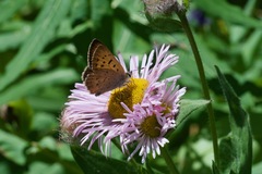 Tharsalea dorcas sangremar