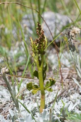 Botrychium lanceolatum