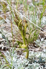 Botrychium lanceolatum