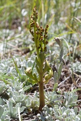 Botrychium lanceolatum