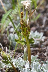 Botrychium lanceolatum