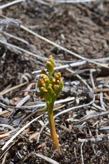 Botrychium lanceolatum