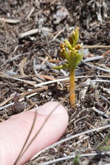 Botrychium lanceolatum