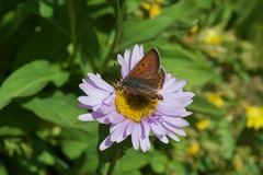 Tharsalea dorcas sangremar