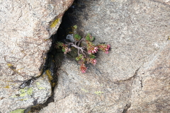 Sedum tenellum