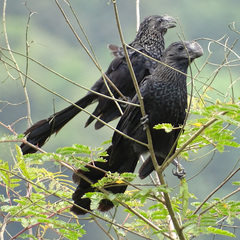 Crotophaga ani