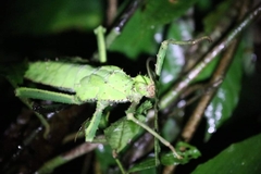 Heteropteryx dilatata