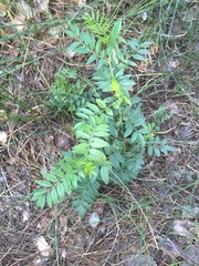 Glycyrrhiza lepidota