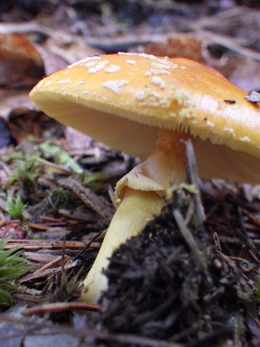 Yellow Patches (Amanita flavoconia)