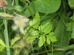 Pimpinella