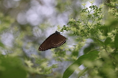 Euploea klugii